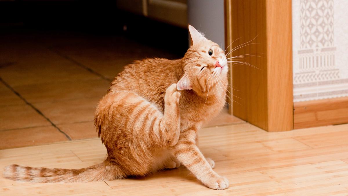 Why scratching an itch feel so good