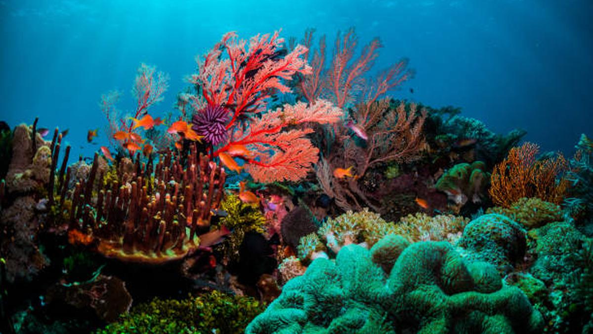 Bleached corals brought back to luminous life, in two lab experiments
