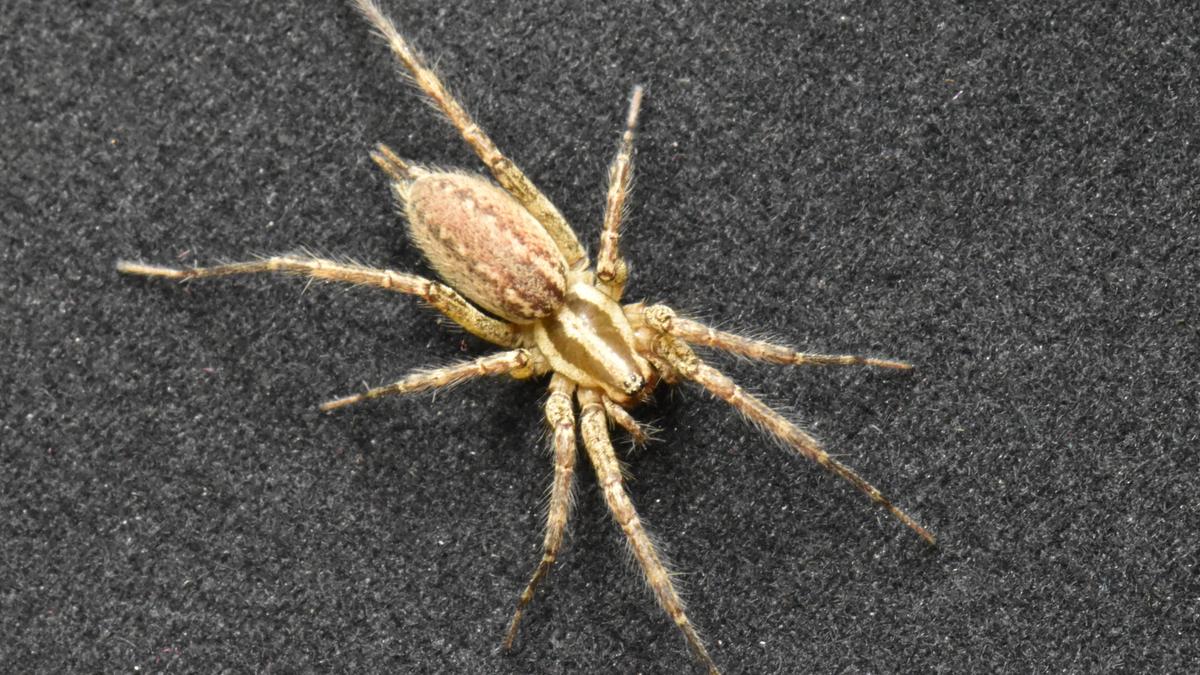 Urban spider found building soundproof webs to keep noise out