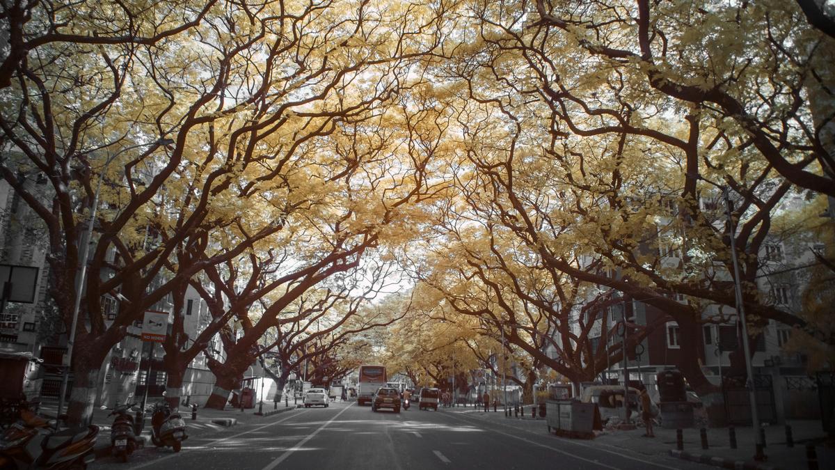 To make India a richer nation, ensure more green and blue spaces